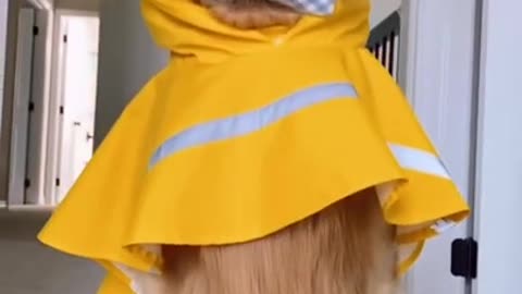 funny dog