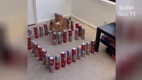 OMG so cute cats❤️