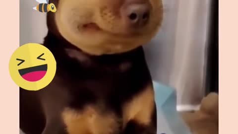 Best Funny Dogs