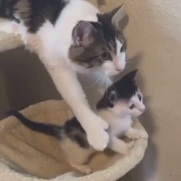 _ #funny Cute Cats Fail #shorts Video😂_ #trending #animals #reels