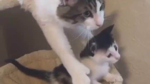 _ #funny Cute Cats Fail #shorts Video😂_ #trending #animals #reels