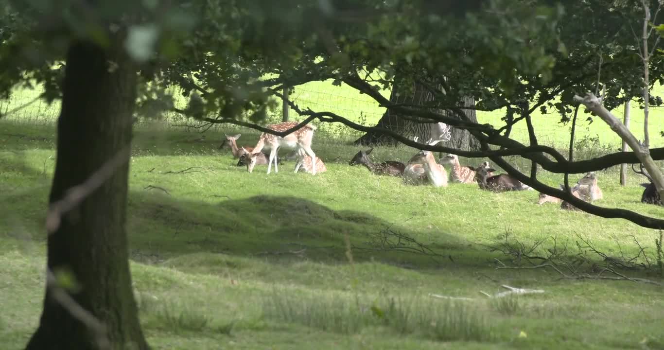 Beautiful deer playing in the field