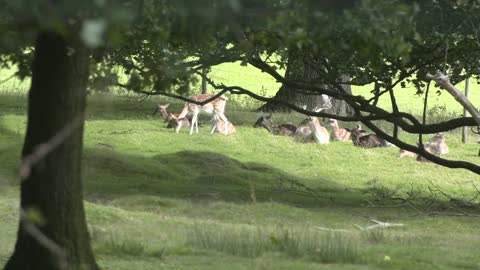 Beautiful deer playing in the field