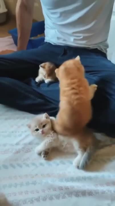 Mom Cat talking to her Cute Meowing Kittens | Generation "P"