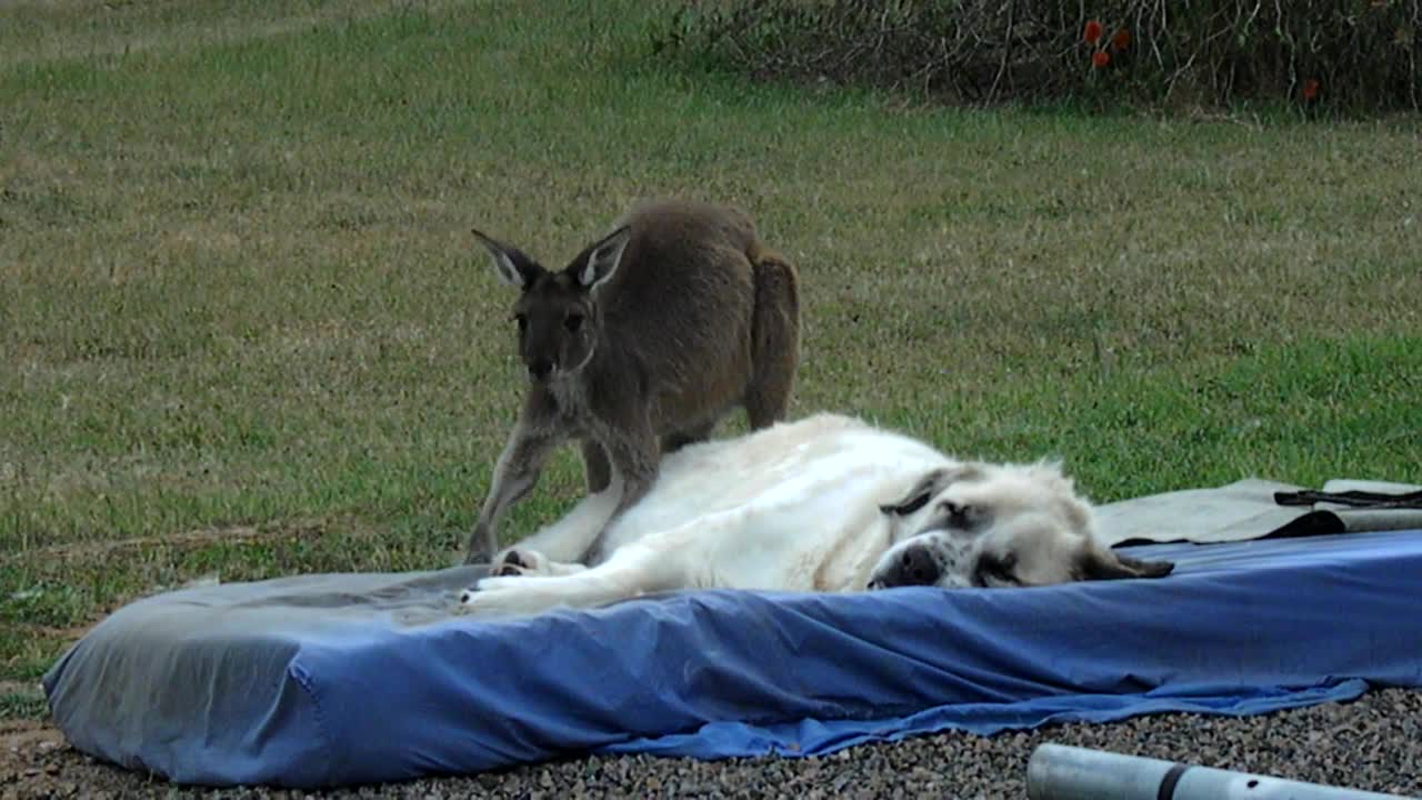 Kangaroo excessively grooms fluffy livestock guardian dog