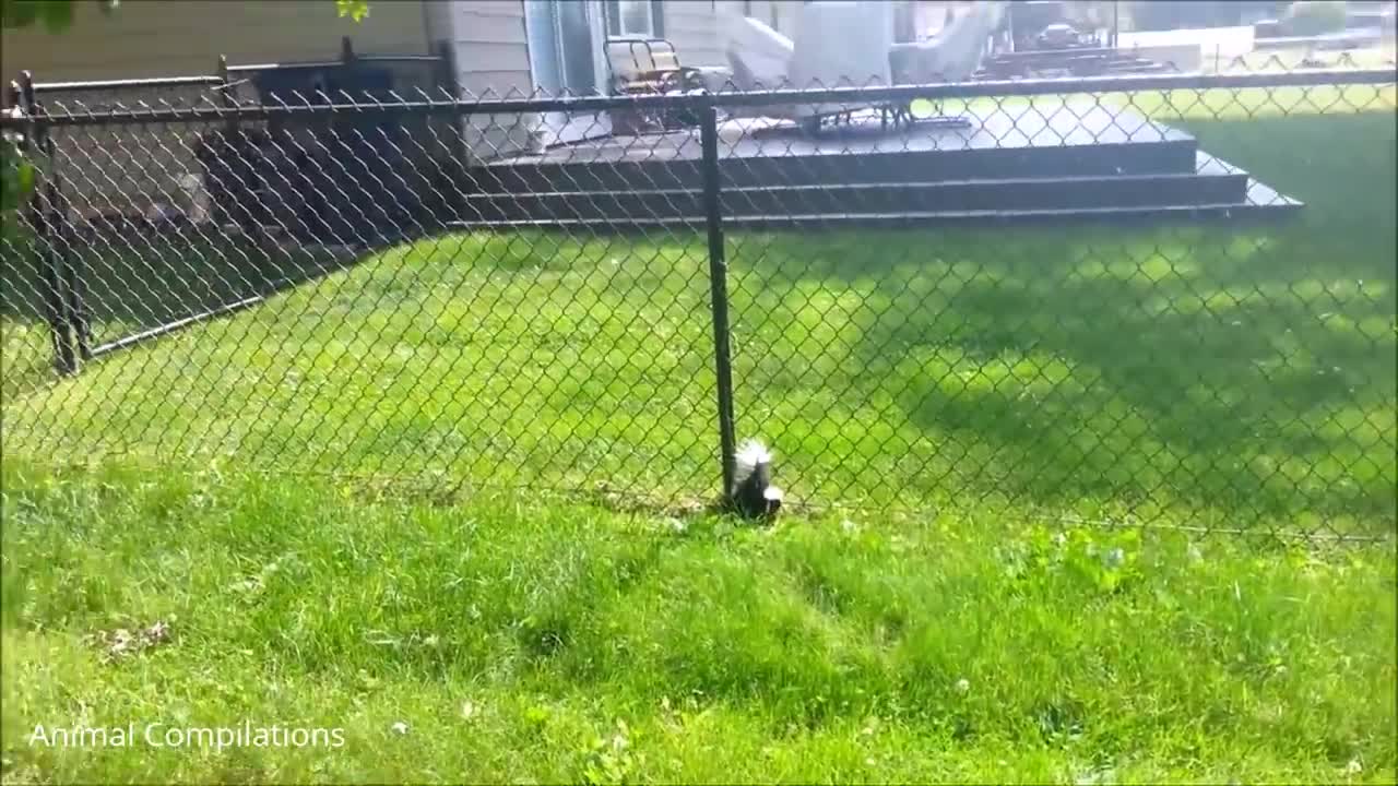 Baby Skunks Trying To Spray - Funniest Compilation