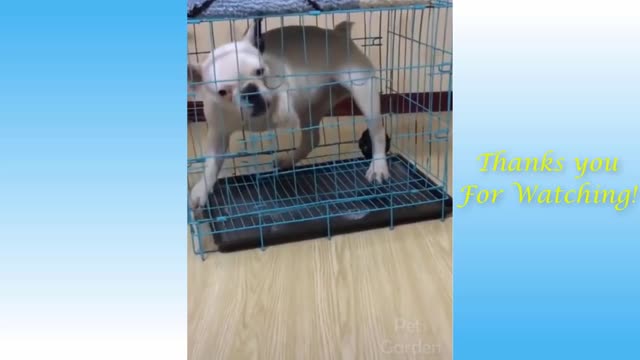 Chicken VS Dog Fight - Funny CUTE Fight Videos