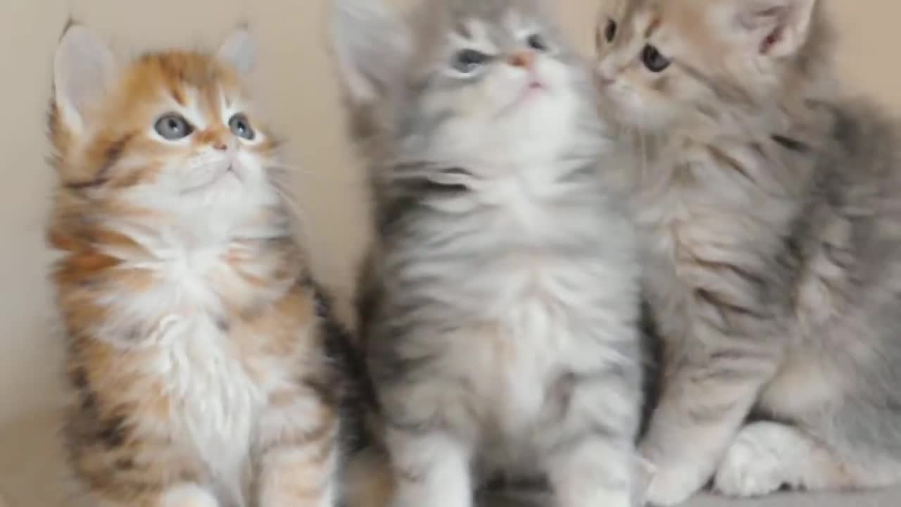 little cute kitties