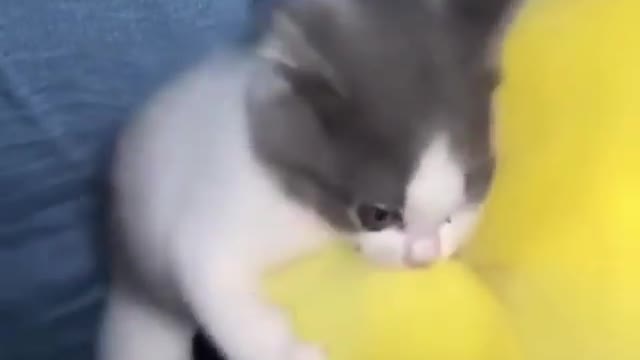 Cute cat funny moments