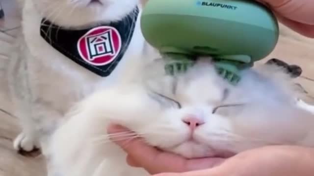 Cat video Playing Beautifull cat video Playing