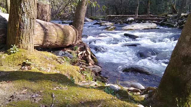 Little River Scenes