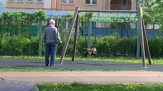 Kitty Climbs up to Play on the Swing