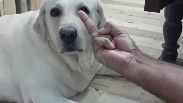 DOG REACTIONS TO MIDDLE FINGERS!!!