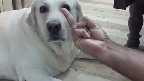 DOG REACTIONS TO MIDDLE FINGERS!!!