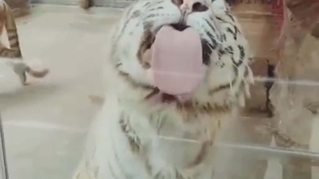 Best funny animal video