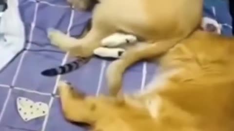 Funniest Cat And Dogs,Funny Animal Videos