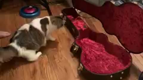 Jumpy cat inspects Guitar Case