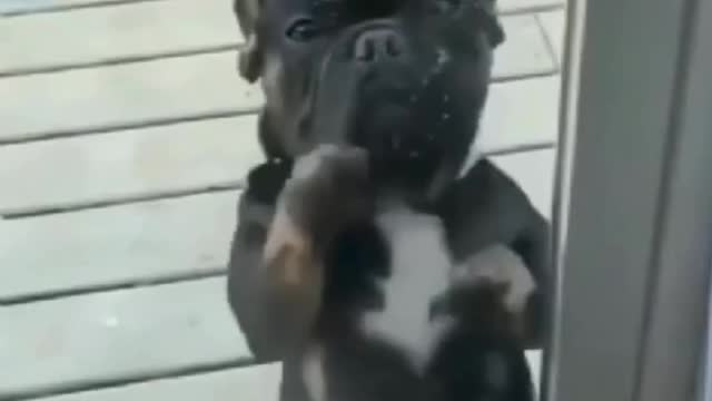 Cute dog tries to open the door