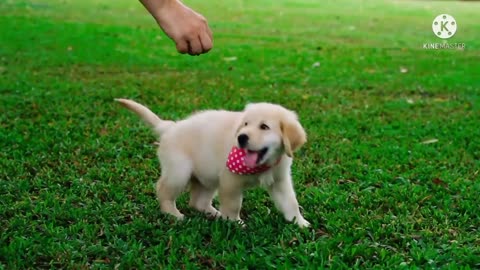 Cute Dog and Cute Animals Video