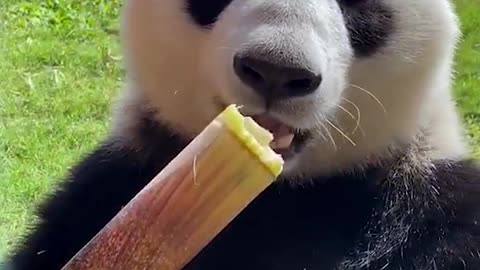 Panda eats bamboo shoots like a bird.