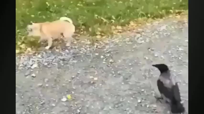 Funny animals videos of jungle