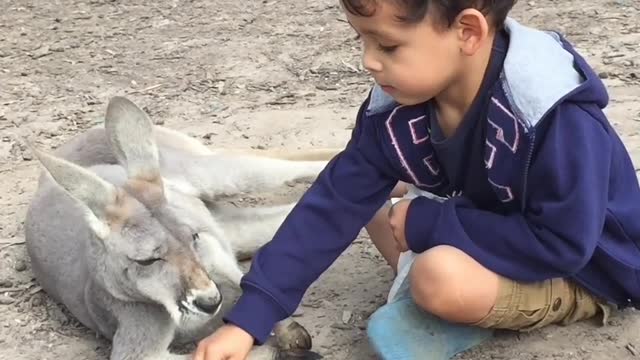 A child feeds Kangaroo. ❤️