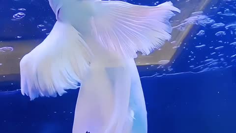 Butterfly koi