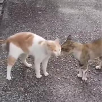 Those Two Cats Are So Funny