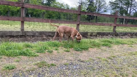 German Shepherd Attacks Pitbull