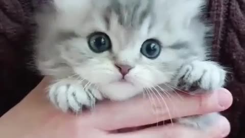 cats with lovely faces