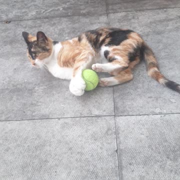 My Gorgeous Ginger Cat Loves Playing with Cricket Ball