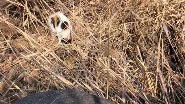 A street cat that can't find a chicken breast in front of it