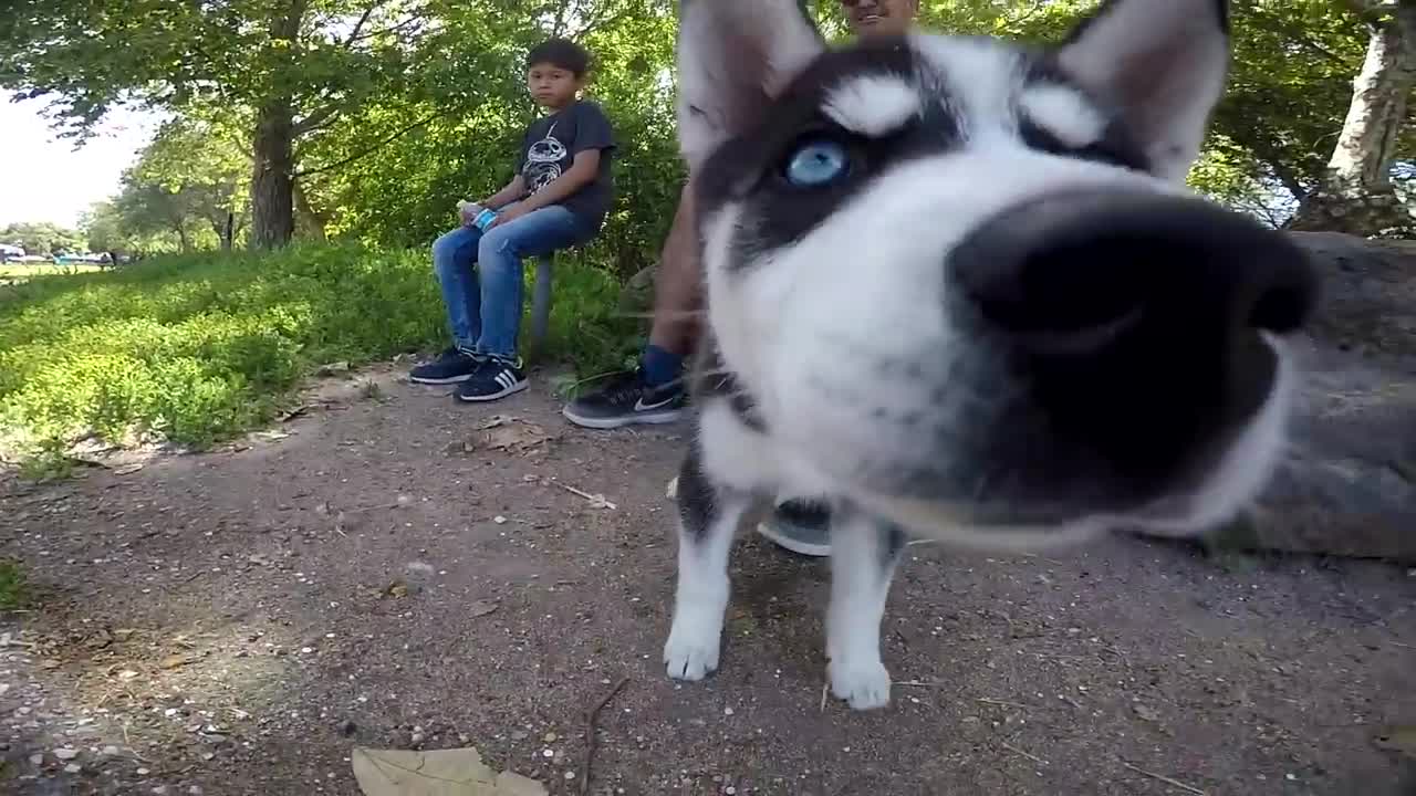 Siberian Husky Training | Timid Siberian Husky Puppy Meets Alpha Male