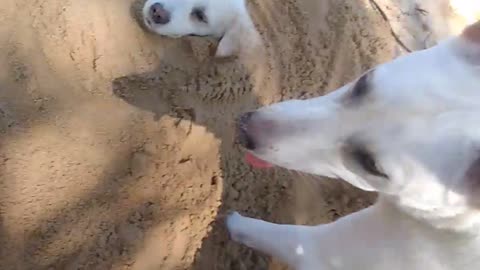 Furbabies Beach time