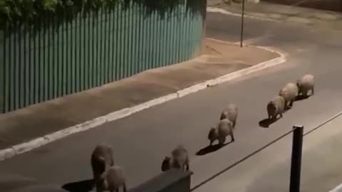 Capybaras have taken over the Brazilian city of Campo Grande.