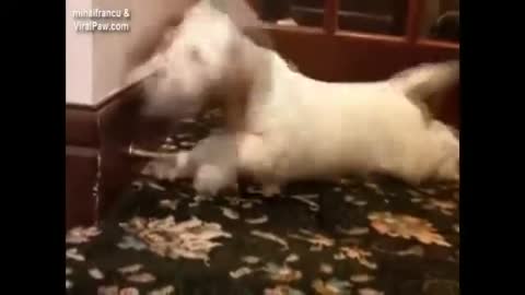 Cute Funny dogs compilation