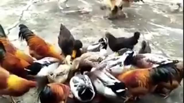 FUNNY VIDEOS 0002 Animal lovers 0002