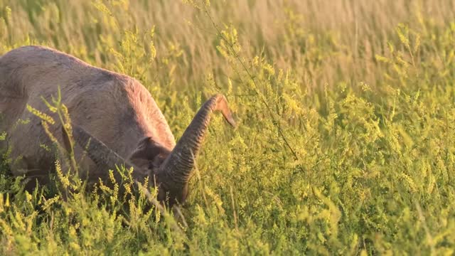 Goat Ruminant Mammal Horns Grassland Field Fauna