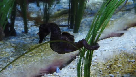 Seahorse moving under water