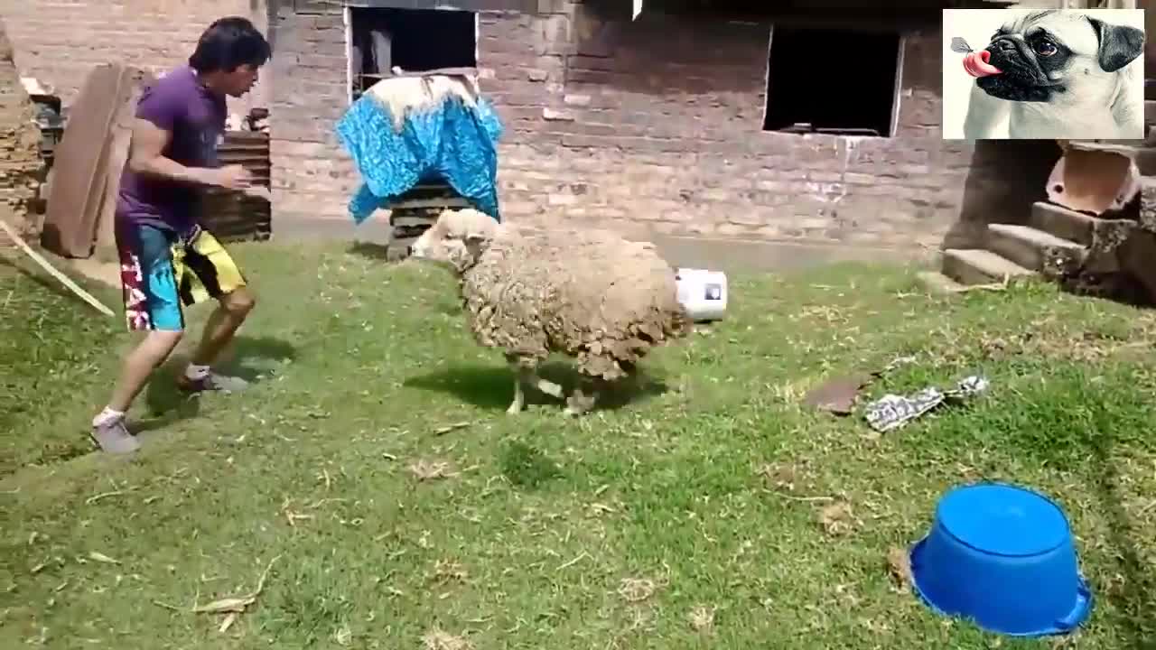 Funniest Funny Sheep