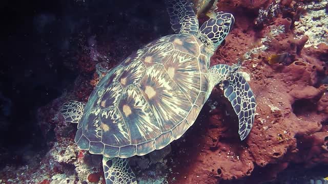 he was the most beautiful creature i had ever seen.