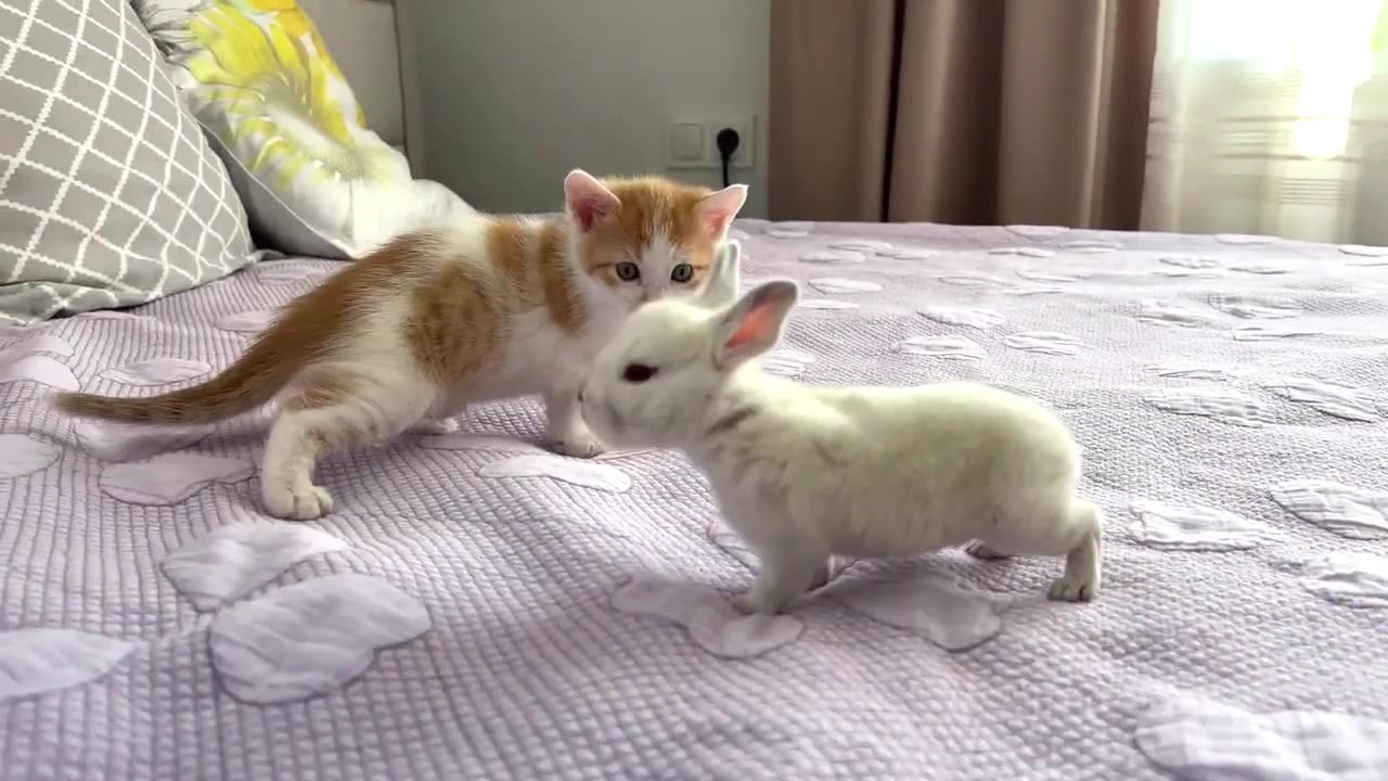 Cute Tiny Kitten Reacts to Baby Bunny