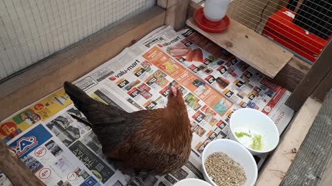 Toni the house hen