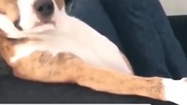 1 MINUTE! # 26 _ Dog Lovers _ 🤣 SHORT & FUNNY Videos #Shorts