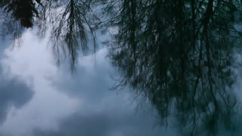Reflection Of Trees