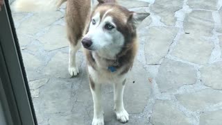 Ecstatic husky beyond excited to see his family again