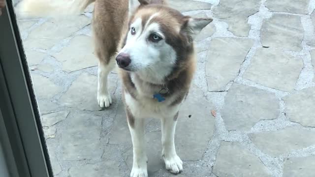 Ecstatic husky beyond excited to see his family again