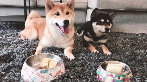 The poop master celebrated the shiba inu's first birthday