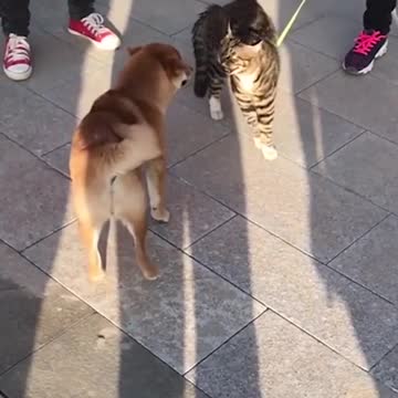 Reason why dogs always hate cat!!!