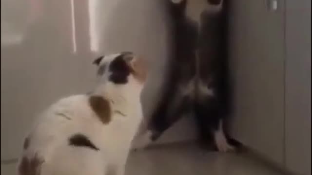 Funny cat fighting